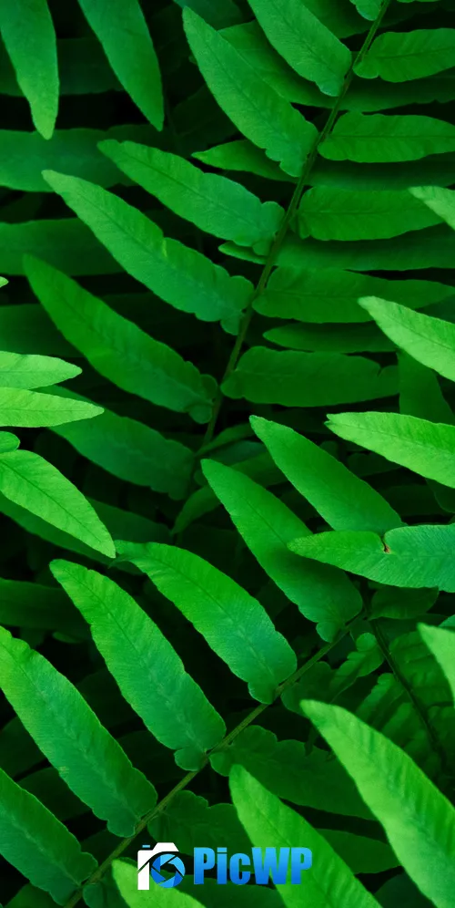 Green leaves Ferns 3K Mobile Wallpaper