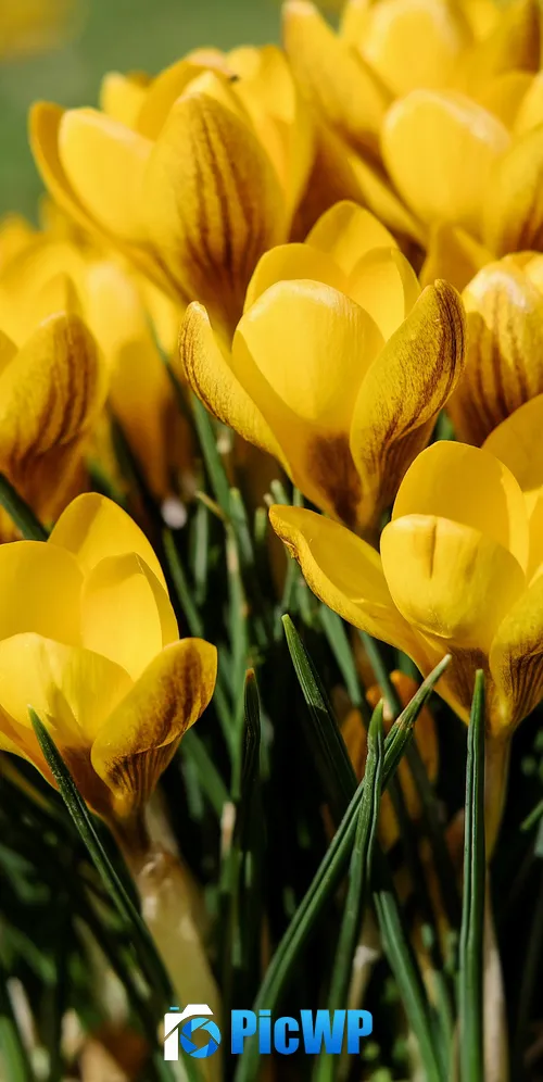Yellow flowers Saffron Flowers 3K Mobile Wallpaper