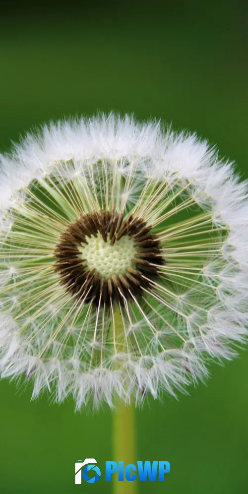 Dandelion flower Heart 3K Mobile Wallpaper