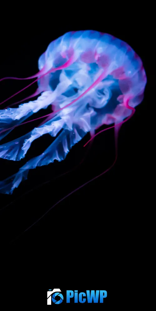 Jellyfish Aquarium 3K Mobile Wallpaper