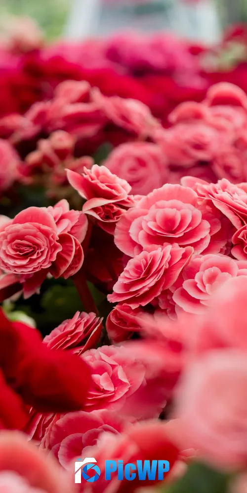Pink flowers Blossom 3K Mobile Wallpaper