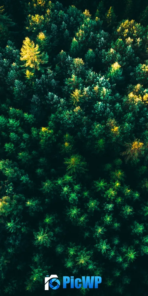 Green Trees Forest 3K Mobile Wallpaper