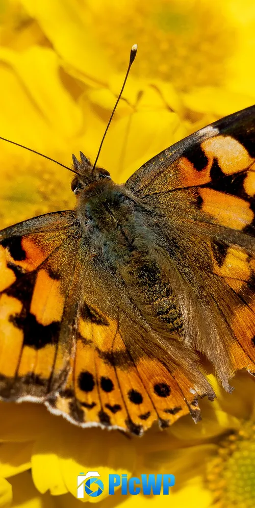 Painted Lady Yellow flowers 3K Mobile Wallpaper