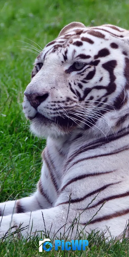 White tiger Green Grass 3K Mobile Wallpaper