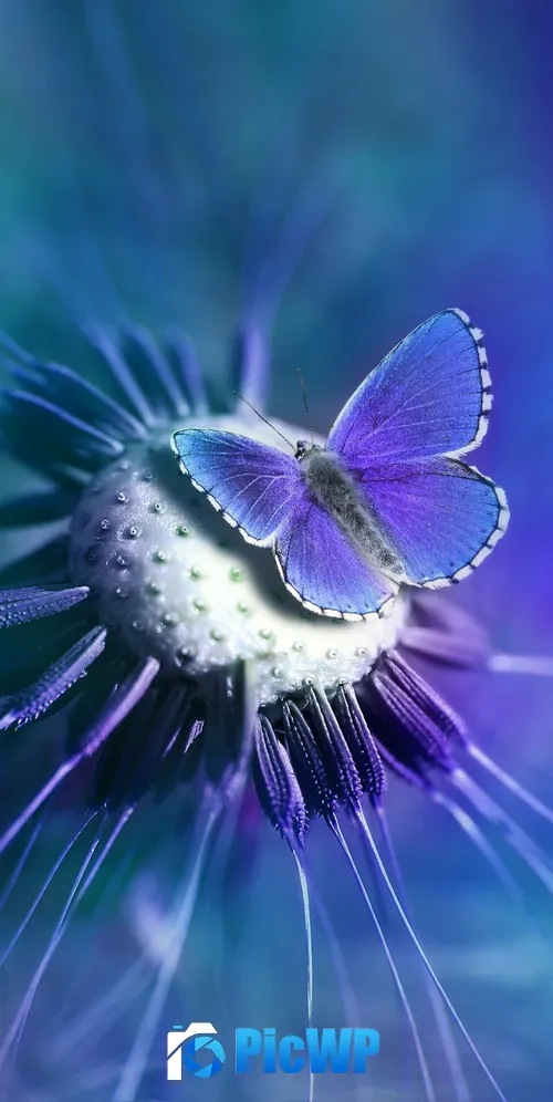Butterfly Lycaenidae 3K Mobile Wallpaper