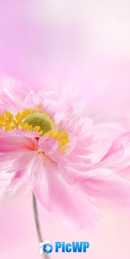 Pink flower Pink background 3K Mobile Wallpaper