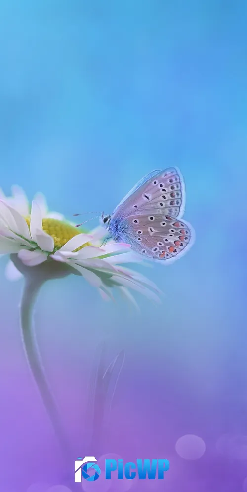 Butterfly Gradient background 3K Mobile Wallpaper
