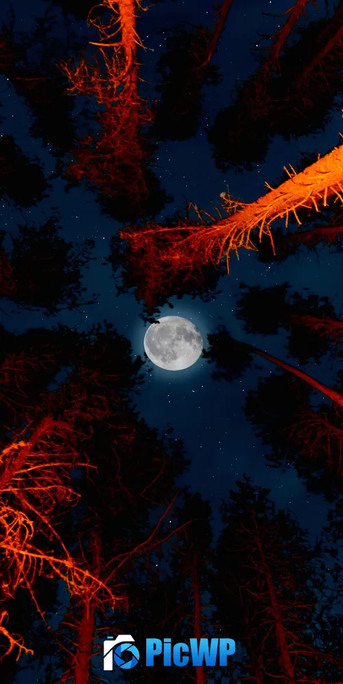 Full moon Trees 3K Mobile Wallpaper