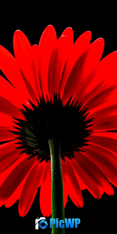 Red Gerbera Daisy Red flower 3K Mobile Wallpaper