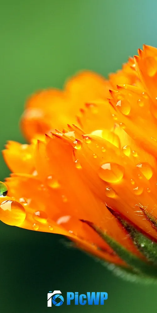 Marigold flower Calendula 3K Mobile Wallpaper