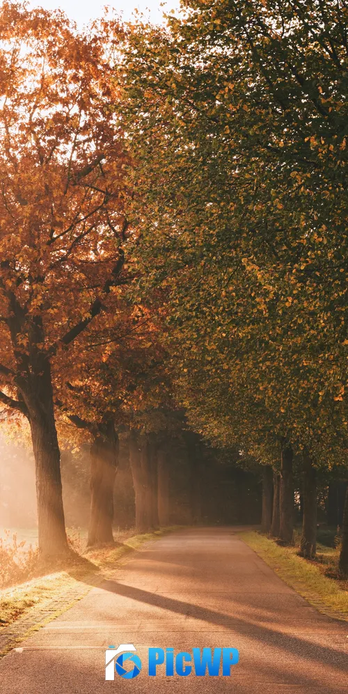 Autumn Sunlight 3K Mobile Wallpaper