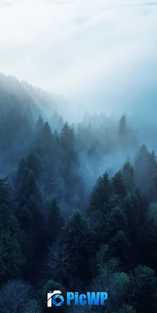 Forest Rhone-Alpes 3K Mobile Wallpaper
