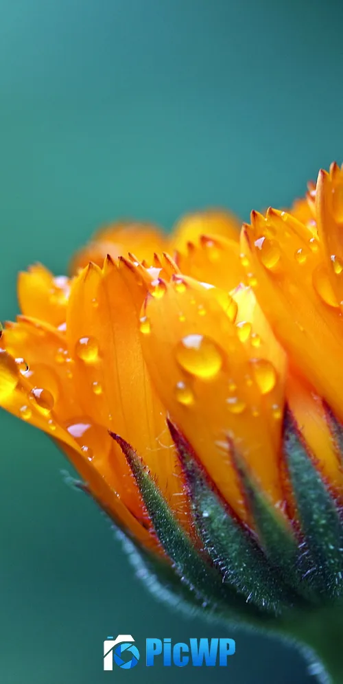 Marigold flower 3K Mobile Wallpaper