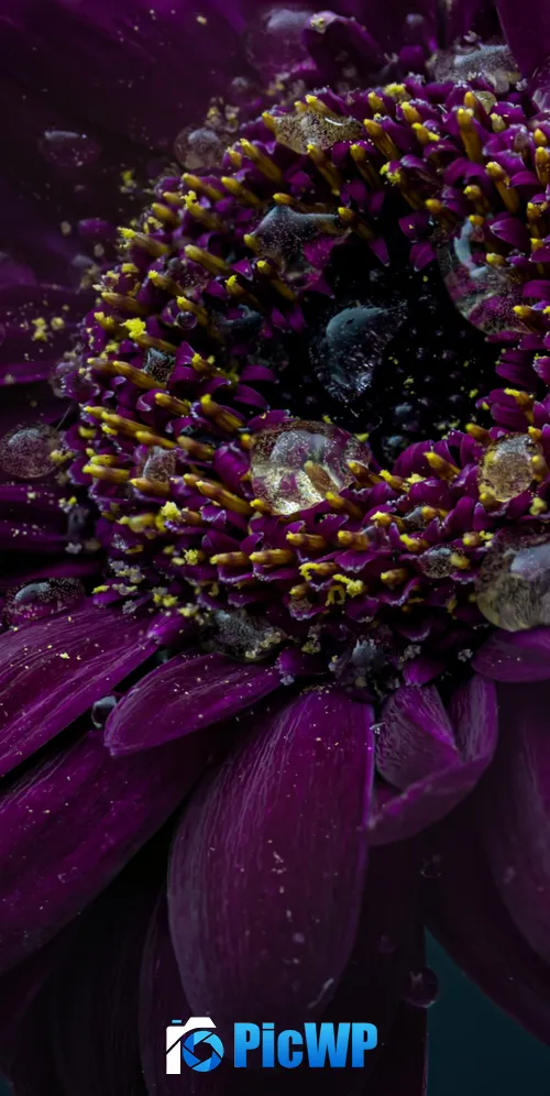 Gerbera flower Purple Flower 3K Mobile Wallpaper