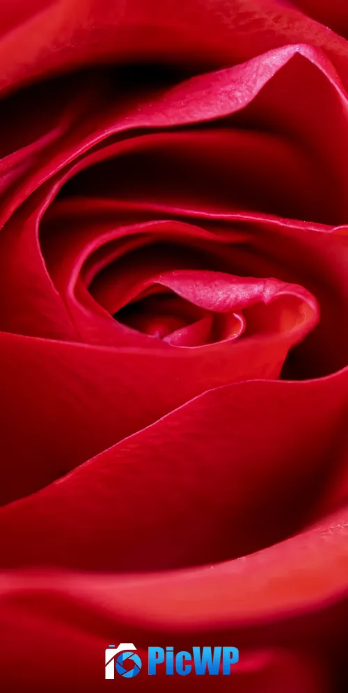 Red Rose Macro 3K Mobile Wallpaper