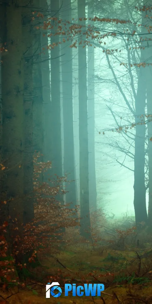 Forest Mist 3K Mobile Wallpaper