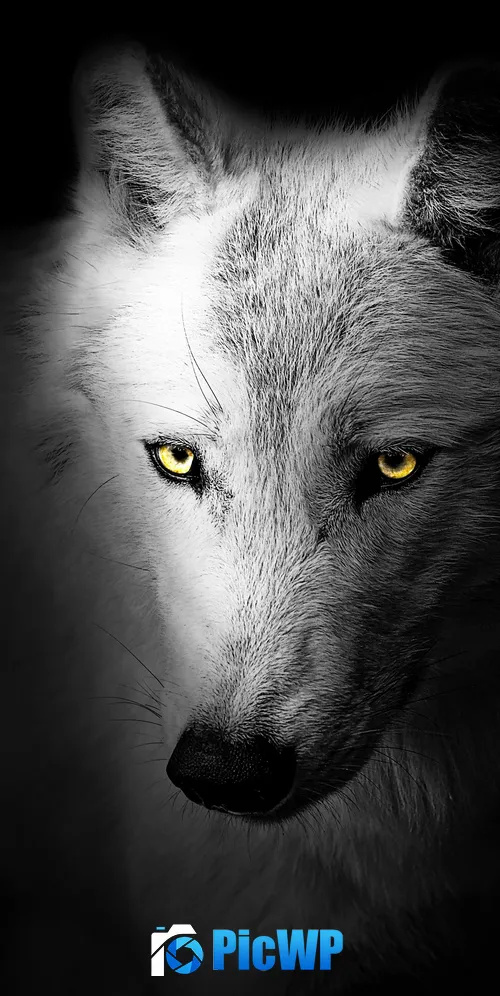 Wolf Black background 3K Mobile Wallpaper