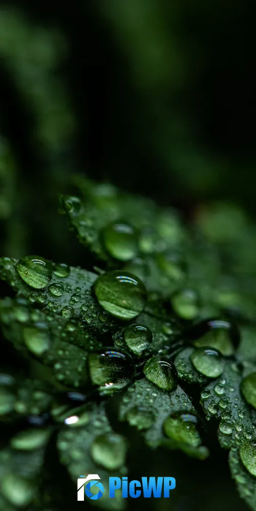 Leaves Rain drops 3K Mobile Wallpaper