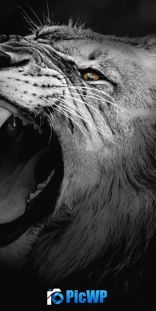 Lion Monochrome 3K Mobile Wallpaper