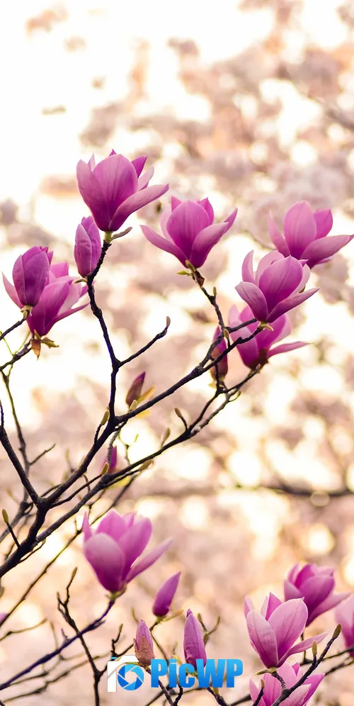 Magnolia flowers Purple Flowers 3K Mobile Wallpaper