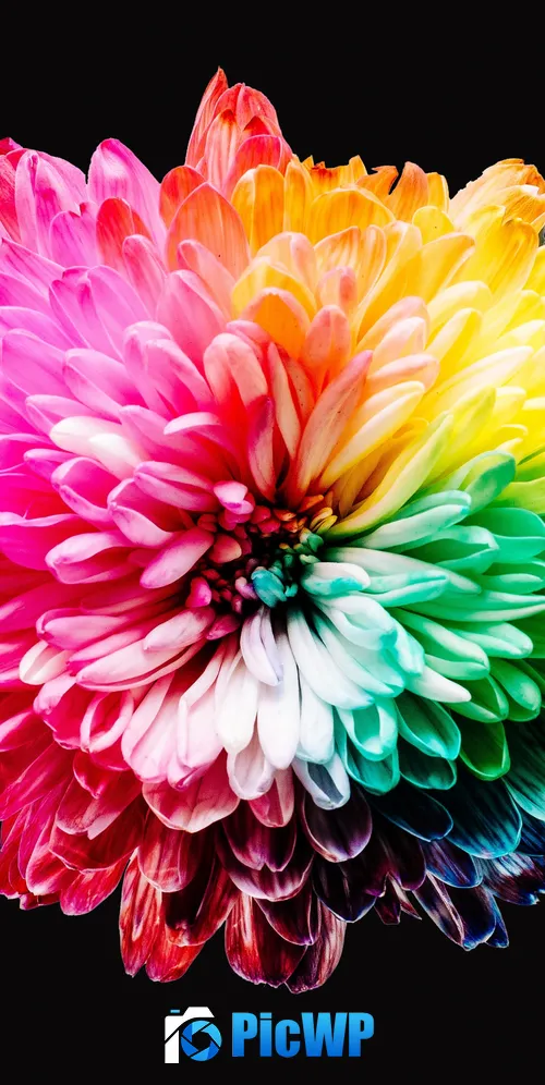 Colorful flowers Multicolor 3K Mobile Wallpaper
