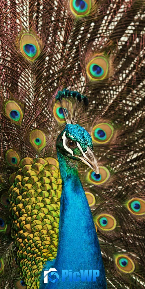 Peafowl Peacock 3K Mobile Wallpaper