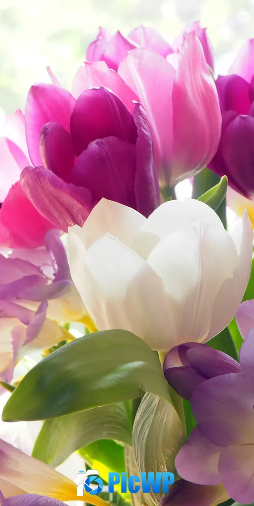 Tulips Crocus flowers 3K Mobile Wallpaper
