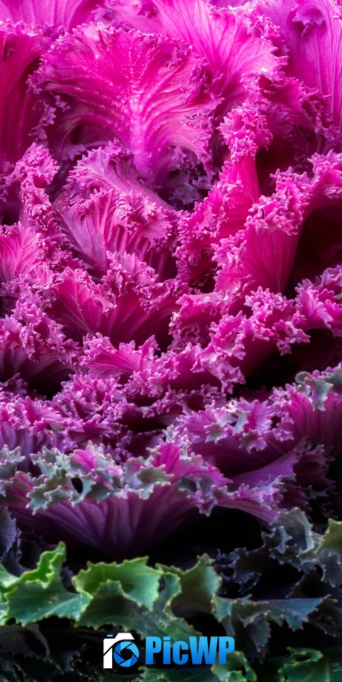 Ornamental Kale Pink leaves 3K Mobile Wallpaper