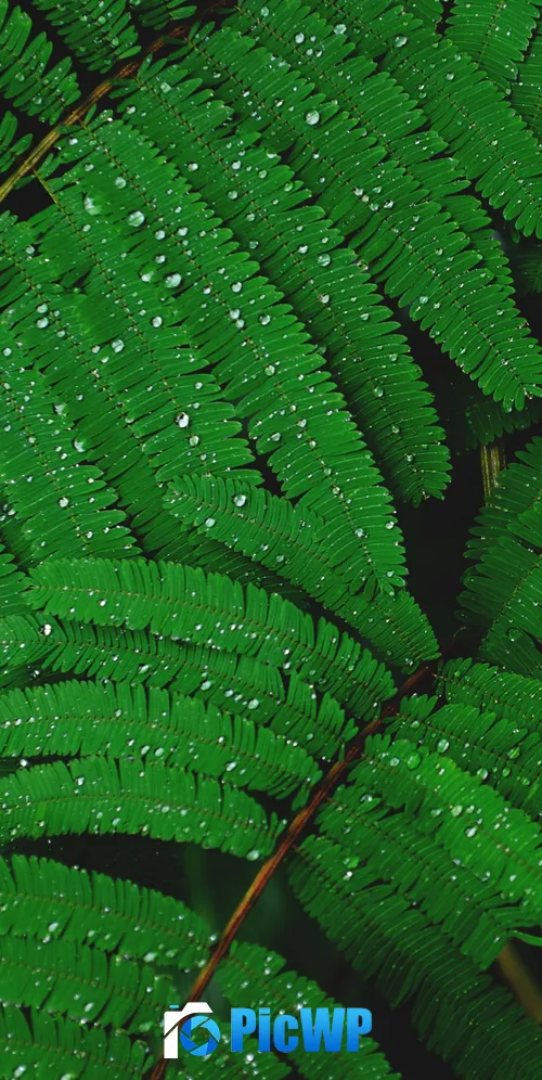 Plant Leaves 3K Mobile Wallpaper