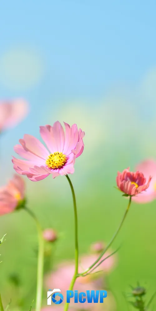 Flower garden Cosmos flowers 3K Mobile Wallpaper