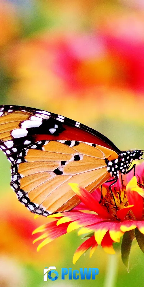Butterfly Pollen 3K Mobile Wallpaper