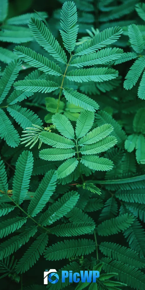 Leaves Green 3K Mobile Wallpaper