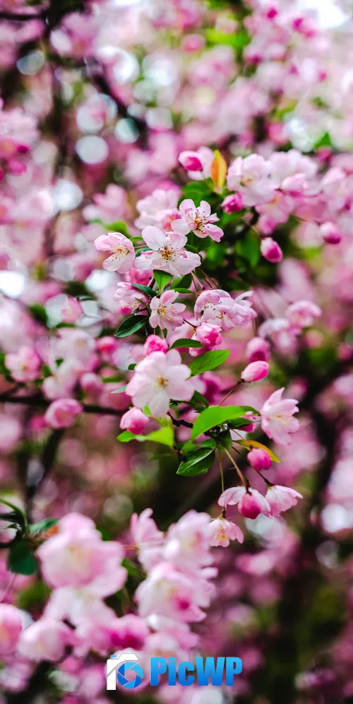 Cherry blossom Pink flowers 3K Mobile Wallpaper
