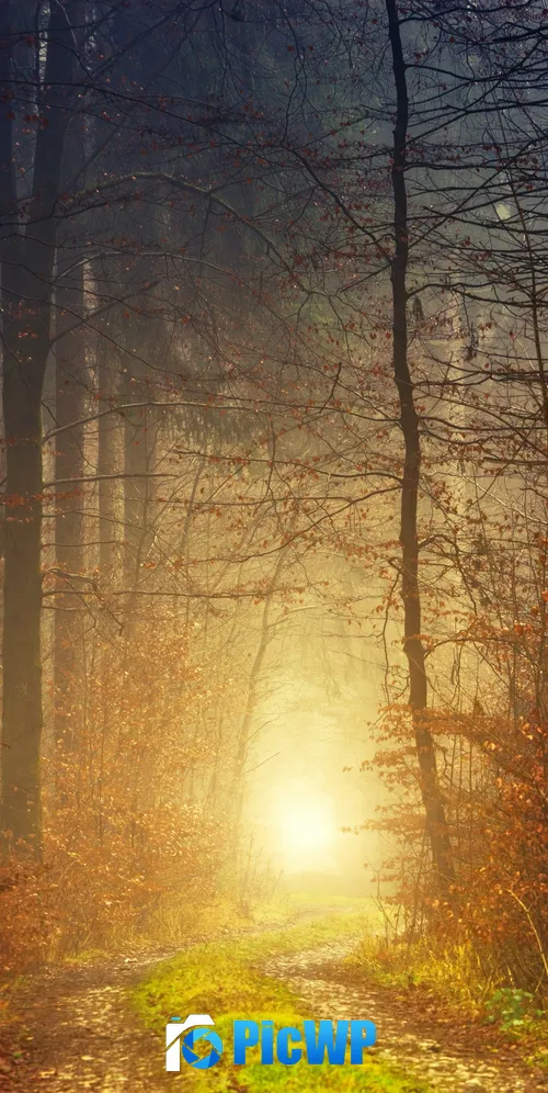 Autumn Light 3K Mobile Wallpaper