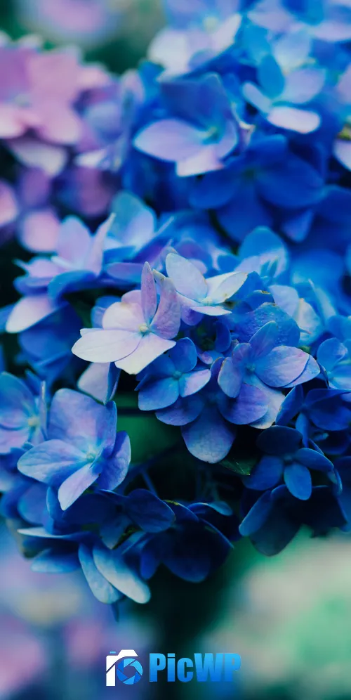 Purple Flowers Blossom 3K Mobile Wallpaper