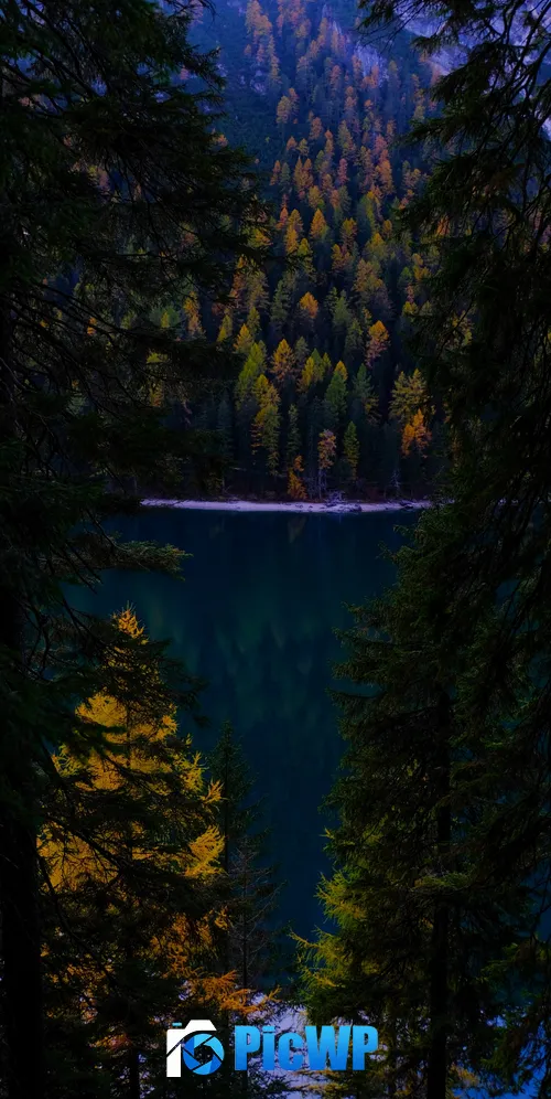 Lake Forest 3K Mobile Wallpaper