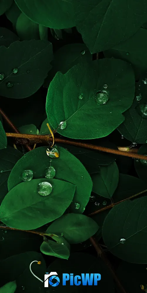 Green leaves Rain droplets 3K Mobile Wallpaper