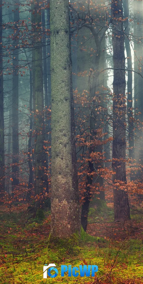 Forest Dawn 3K Mobile Wallpaper