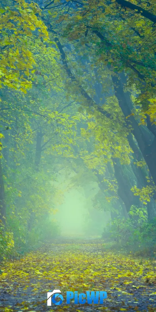 Spring Forest 3K Mobile Wallpaper