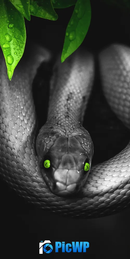 Snake Reptile 3K Mobile Wallpaper