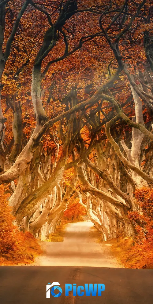 Forest Daylight 3K Mobile Wallpaper