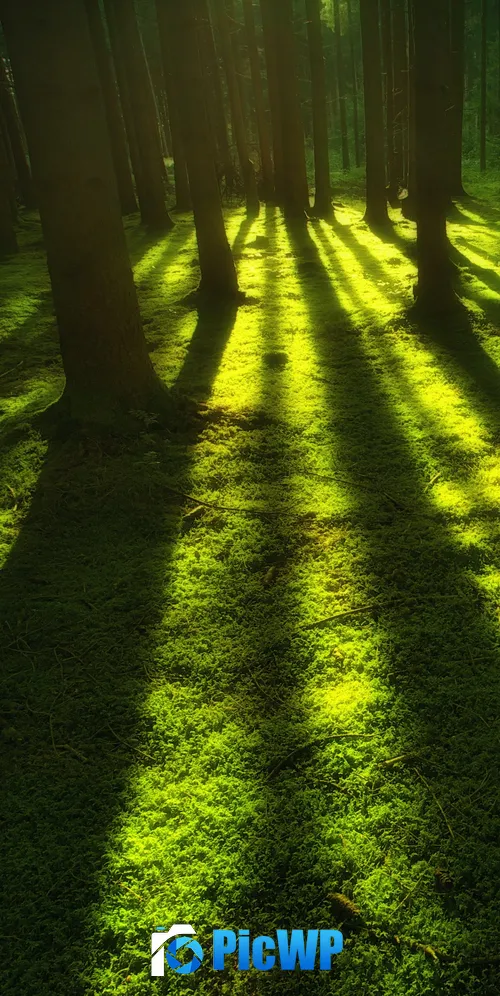 Green Forest 3K Mobile Wallpaper