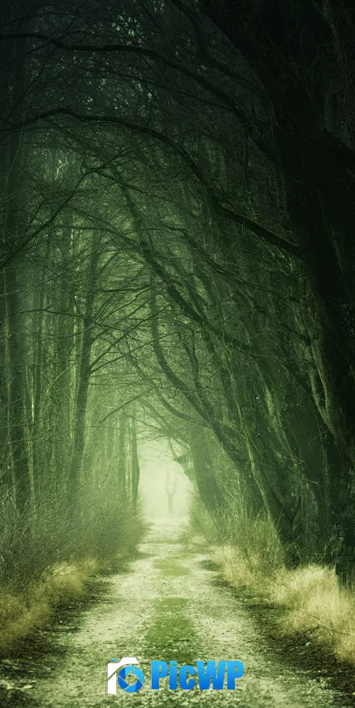 Forest Aesthetic 3K Mobile Wallpaper