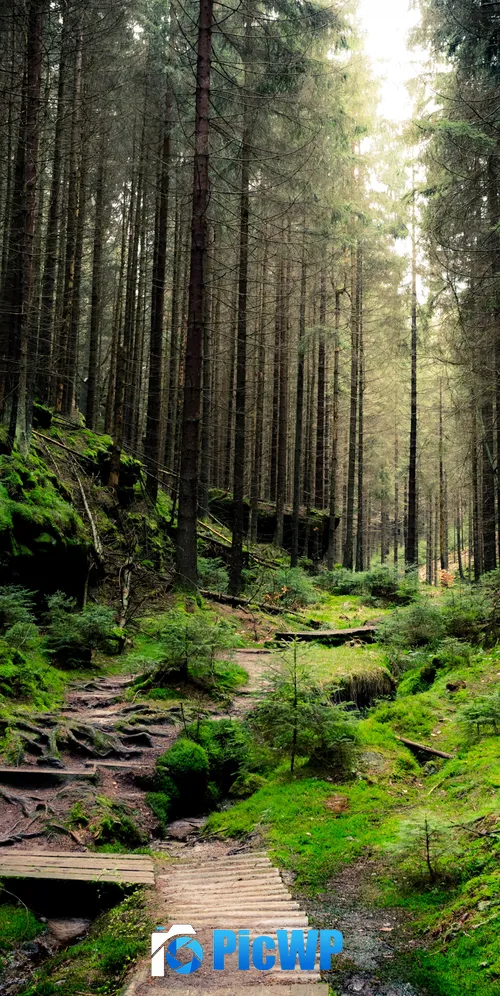 Saxon Switzerland National Park Forest 3K Mobile Wallpaper