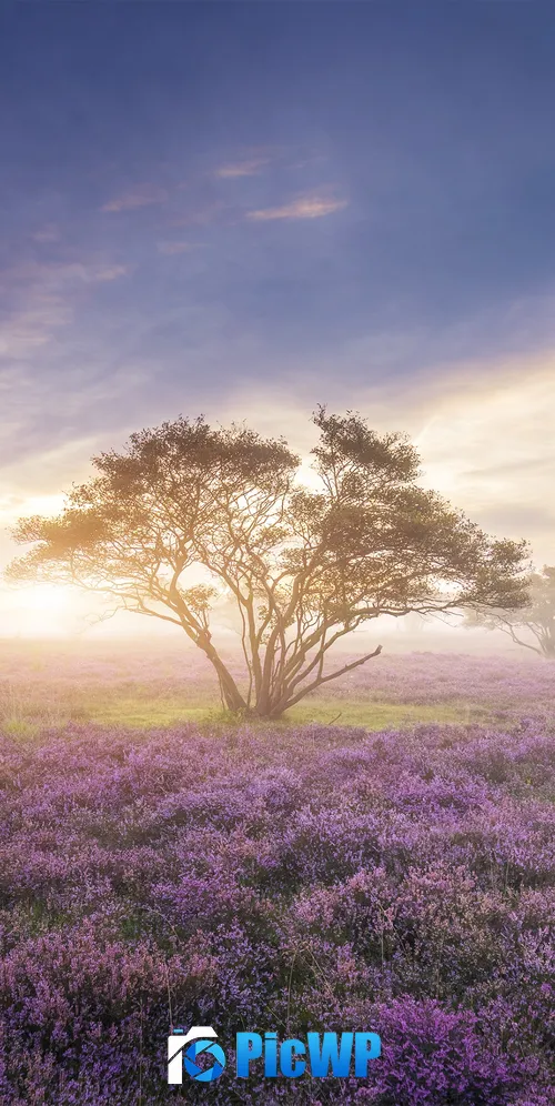 Purple Flowers Field 3K Mobile Wallpaper