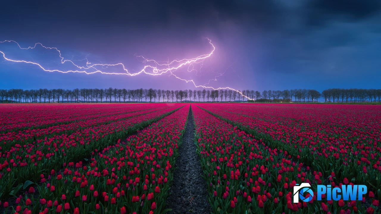 Red Tulips Lightning Strike 4K PC Wallpaper
