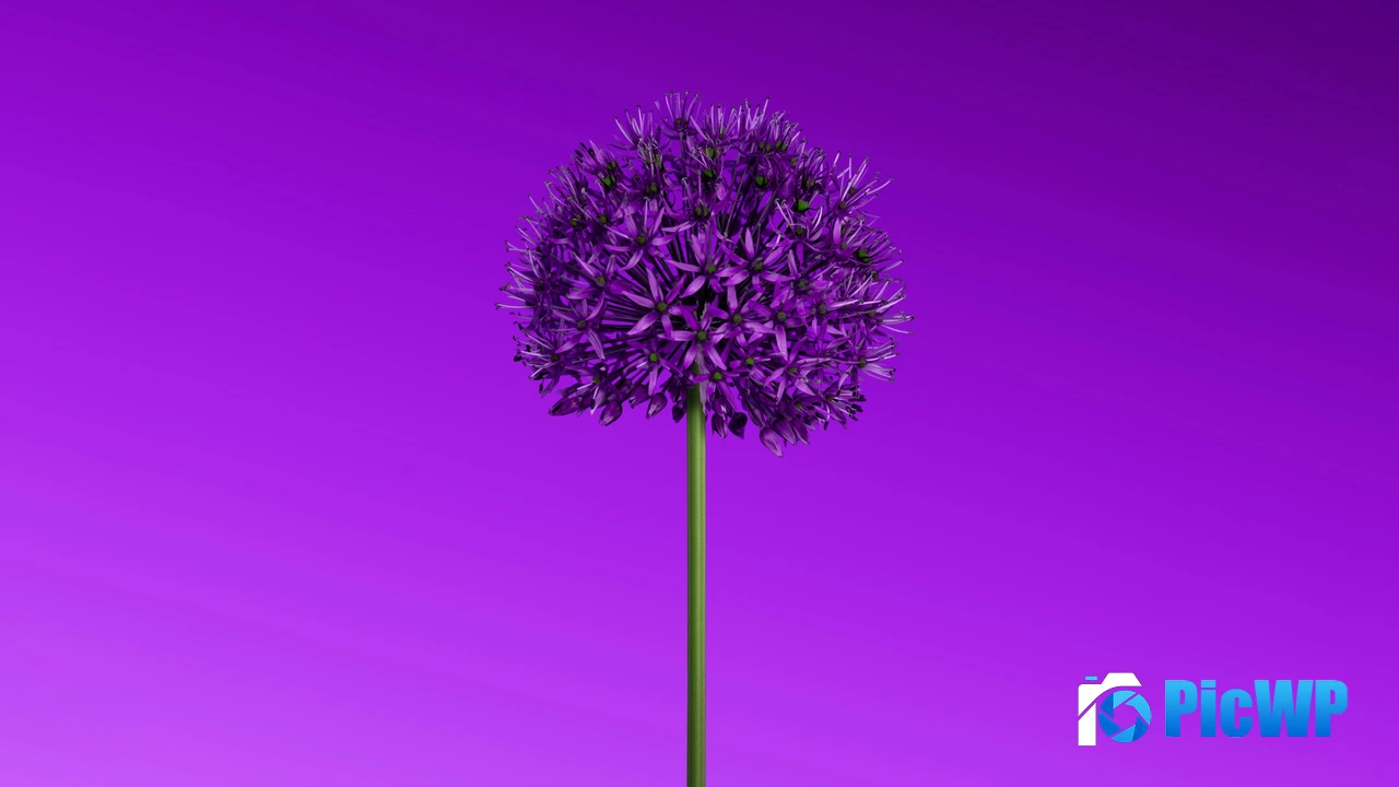 Allium flower Purple aesthetic 4K PC Wallpaper
