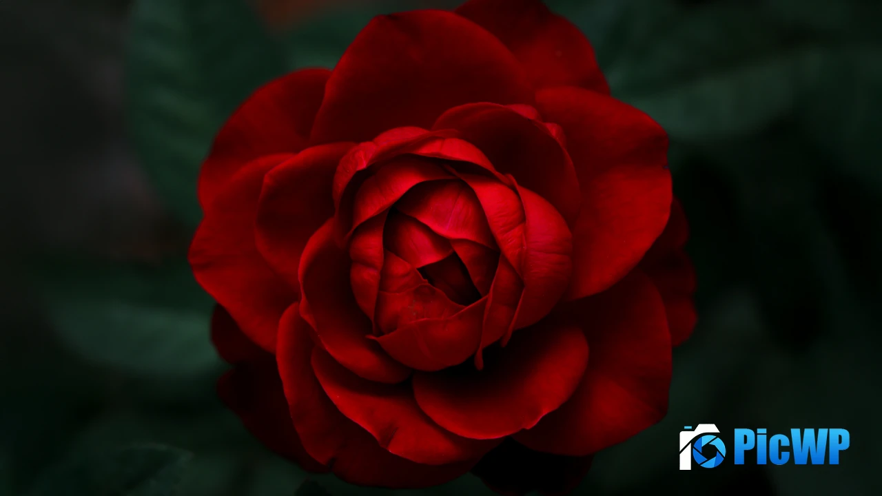 Rose Petals Pink 4K PC Wallpaper