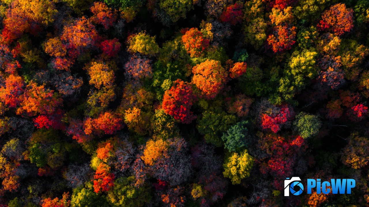 Fall Foliage Aerial view 4K PC Wallpaper