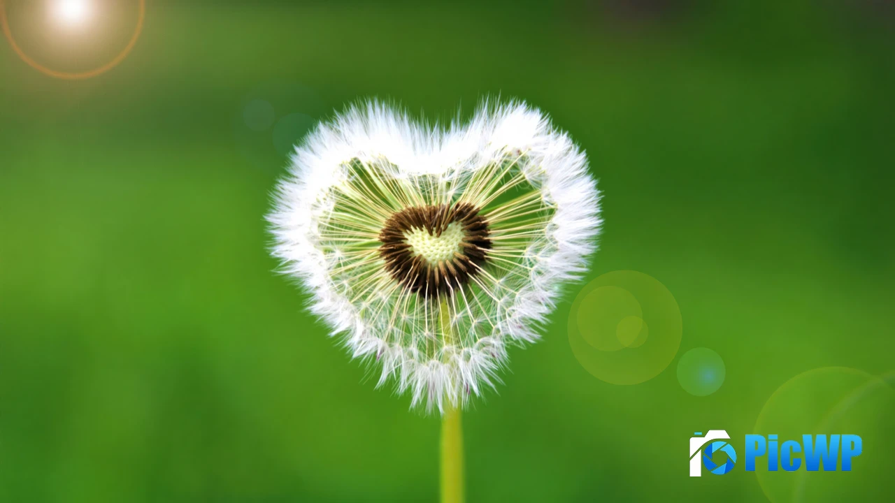 Spring flowers Blossom 4K PC Wallpaper